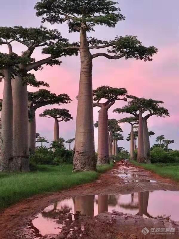 非洲马达加斯加岛 奇特的猴面包树5