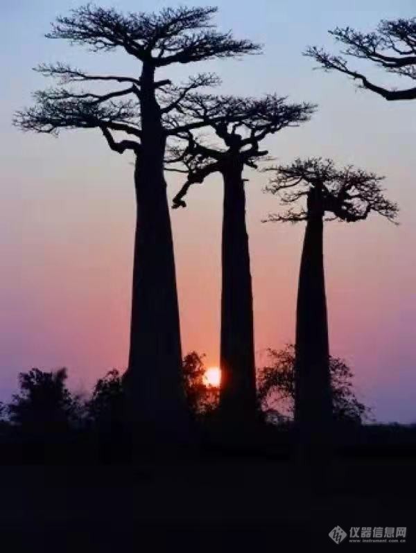 非洲马达加斯加岛 奇特的猴面包树6