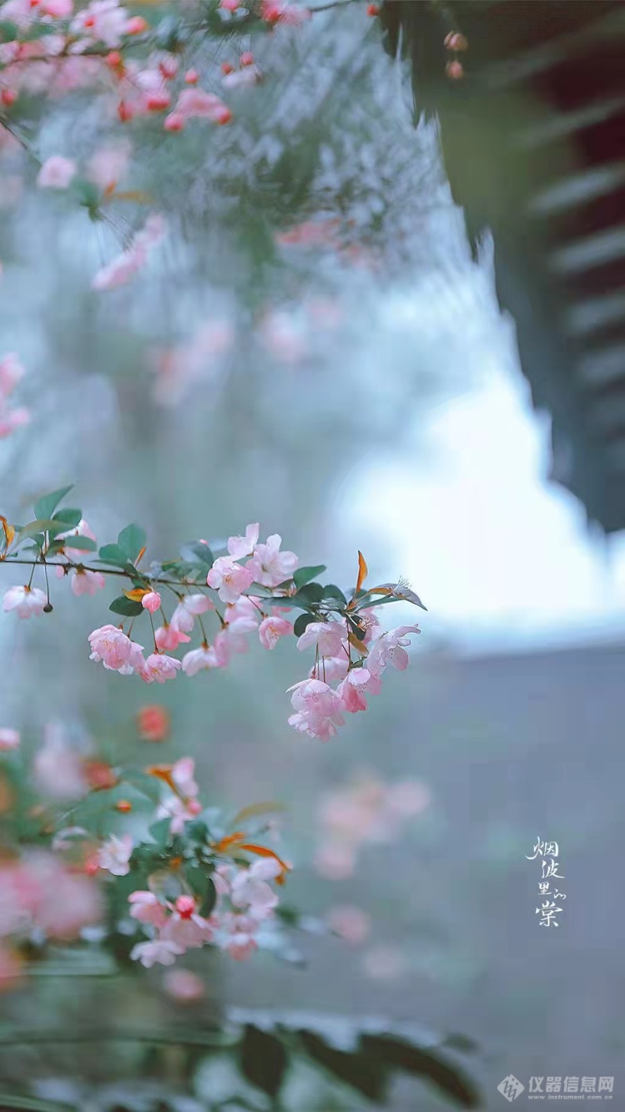 一起欣赏  枝间深绿一重重，小蕾深浅数点红，爱惜芳心莫轻吐，且教桃李闹春风。4