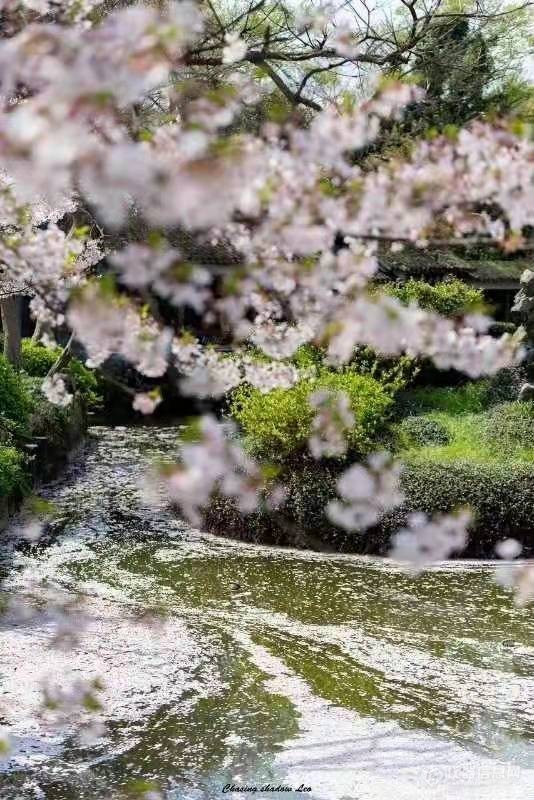 一起欣赏无锡鼋头渚樱花4