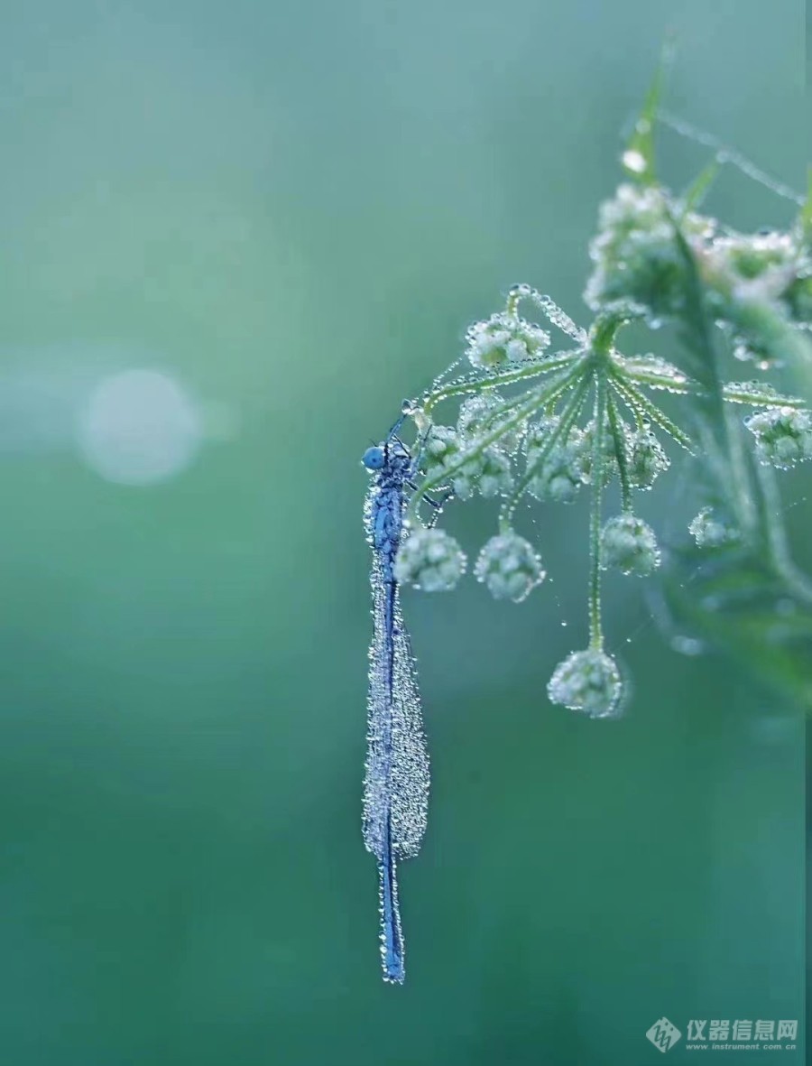 请欣赏含情脉脉的一花一草1