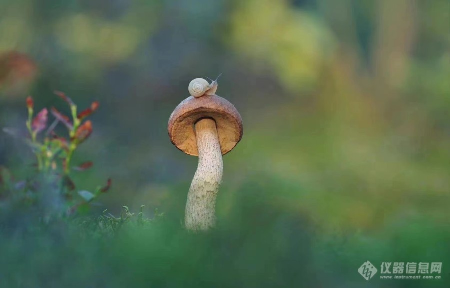 请欣赏含情脉脉的一花一草6