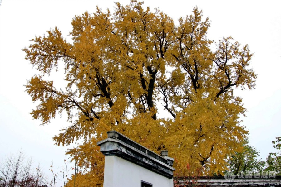 上海之最（八十七），上海最古老的银杏树 ！