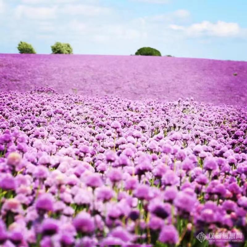 一起欣赏丹麦公园蓝紫鸢尾花2
