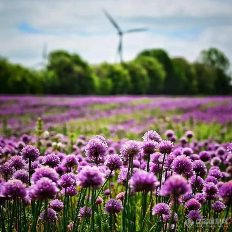 一起欣赏丹麦公园蓝紫鸢尾花4