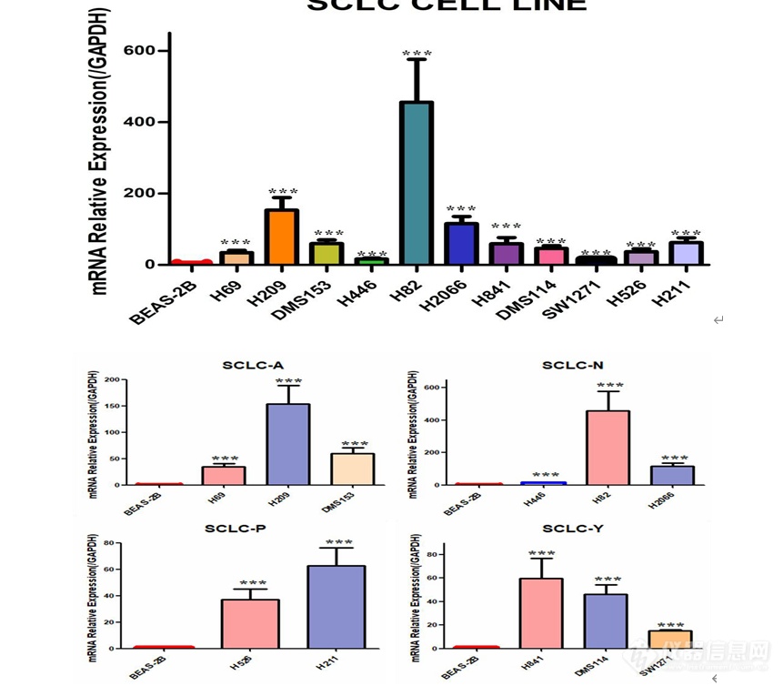 MSI1 在人小细胞肺癌细胞系中的表达及 MSI1 低表达细胞模型的构建