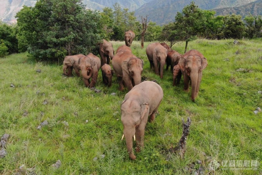 跟踪野生大象2
