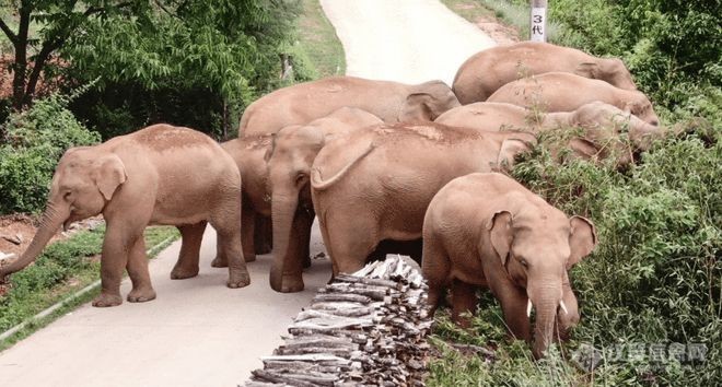 跟踪野生大象8