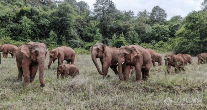 跟踪野生大象9