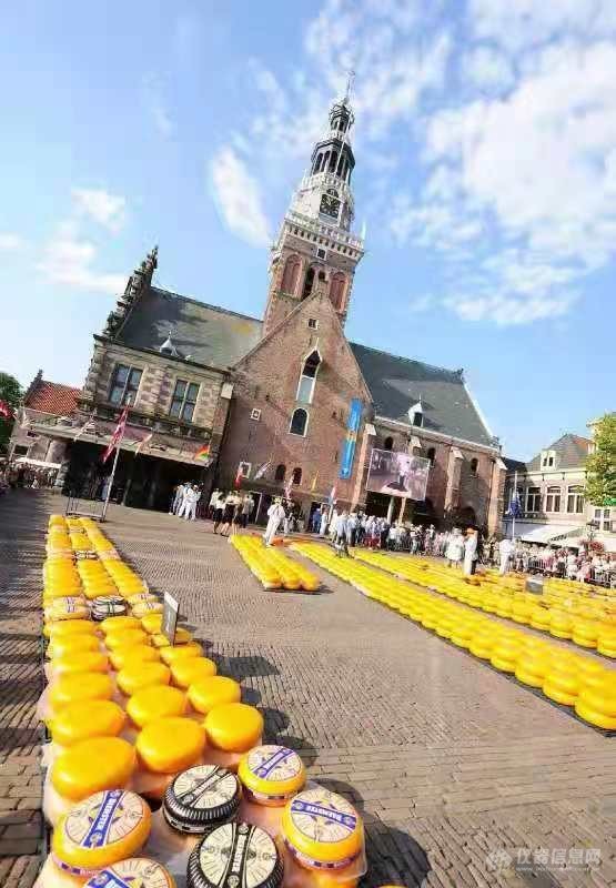 一起欣赏荷兰阿克马（Alkmaar）奶酪市场1
