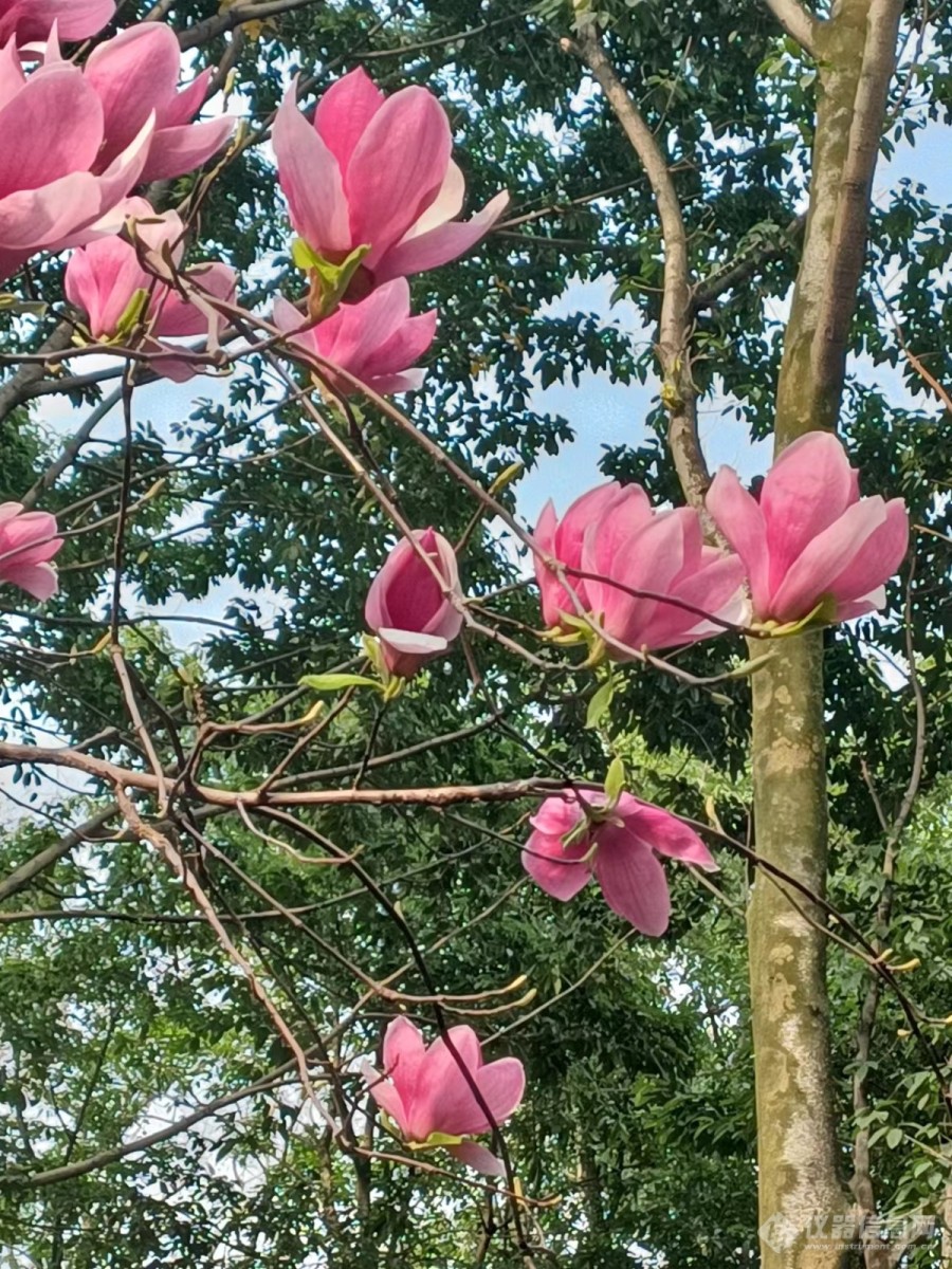 春意盎然，旋花盛开2