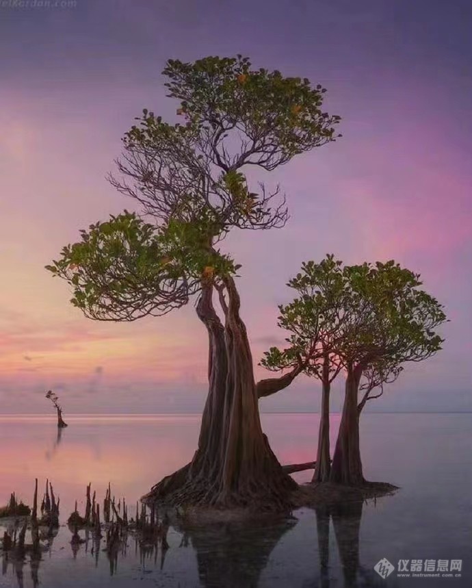 一起欣赏印度尼西亚松巴岛红树林。1