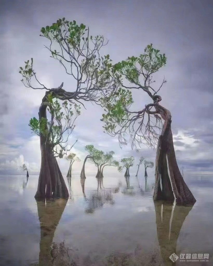 一起欣赏印度尼西亚松巴岛红树林。6