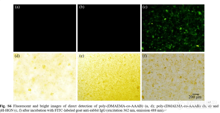 生物荧光倒置显微镜用于荧光标记的CD63抗体复合材料的表征