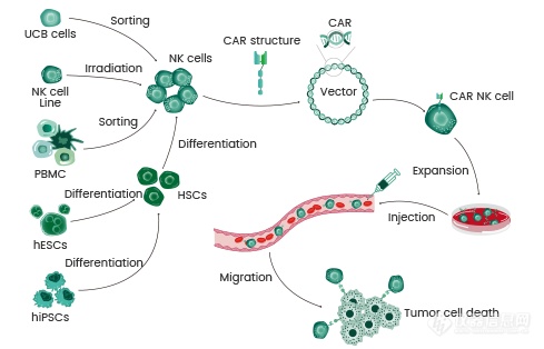 CAR-NK细胞疗法的优缺点介绍