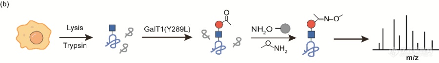 高灵敏度、高覆盖度的O-GlcNAc富集新技术研究