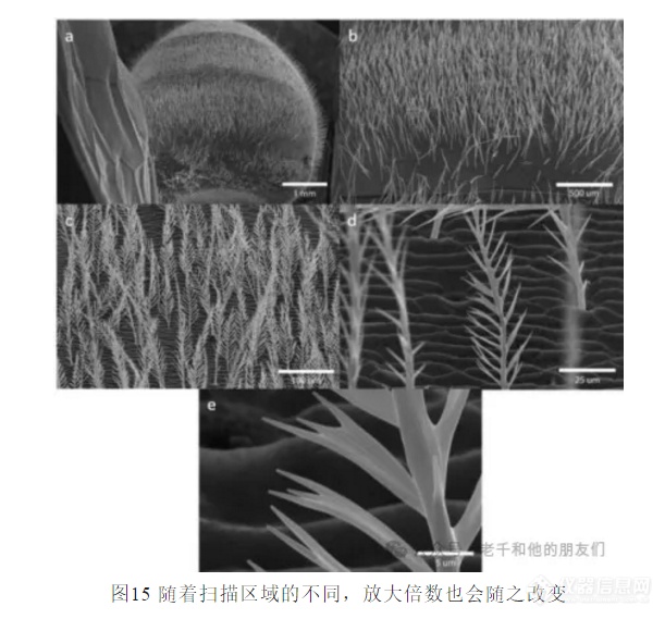 【分享】扫描电镜(SEM)操作指南:如何获得高质量的图片:2.参数(放大和校准)_仪器信息网社区
